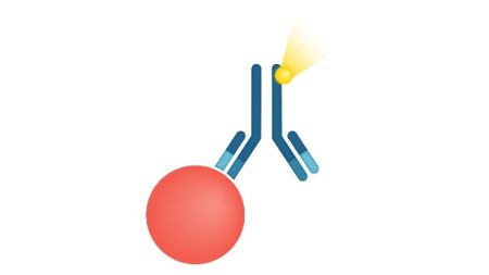 Immunoassay Market