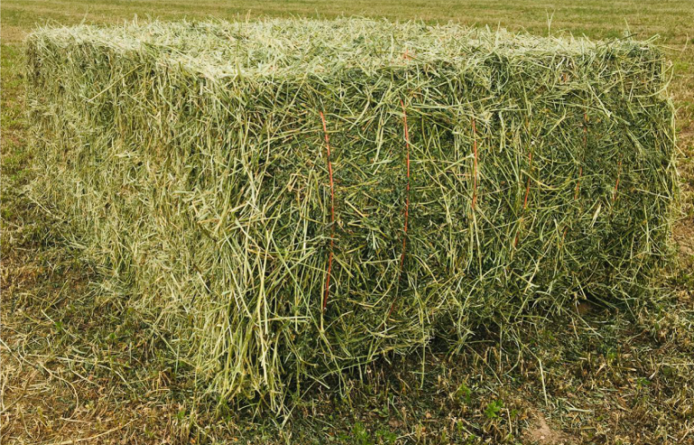 Alfalfa Hay Market