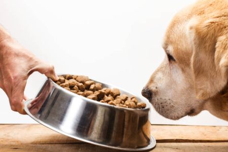 dry dog food