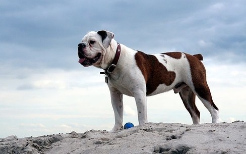 Victorian Bulldog