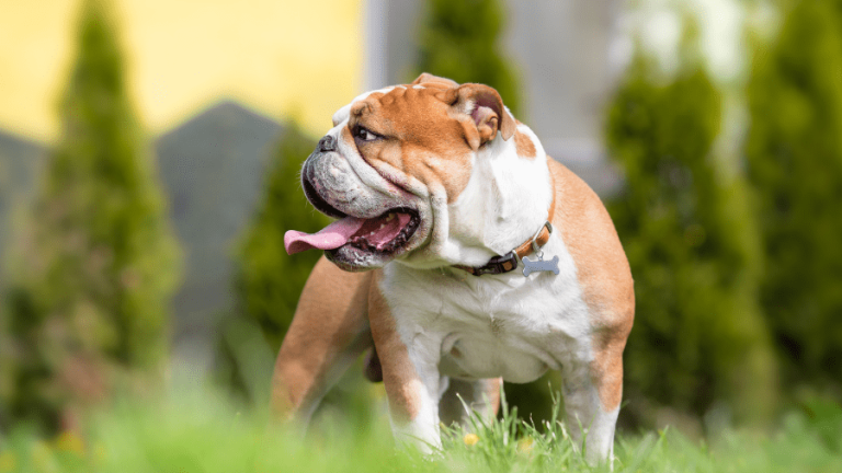 Victorian bulldog