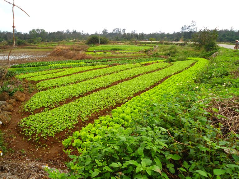 Agriculture farming