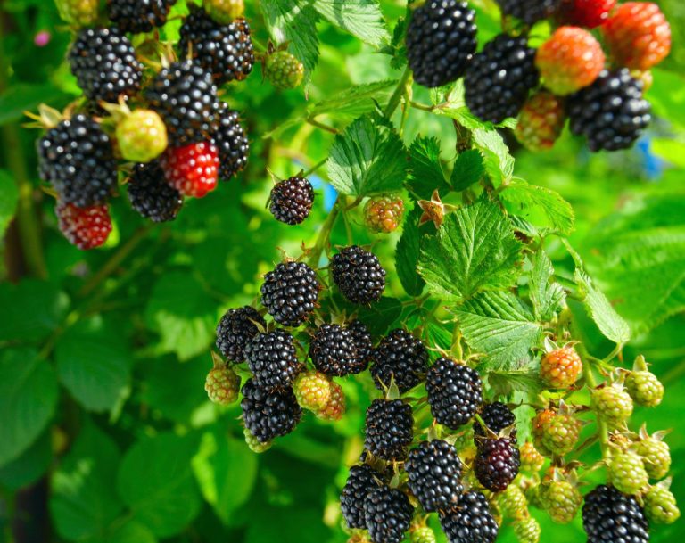 Blackberry Farming in India