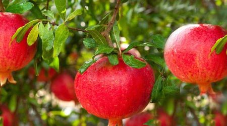 How to Grow Pomegranates in India with Necessary Guidelines