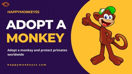 Adopt a monkey