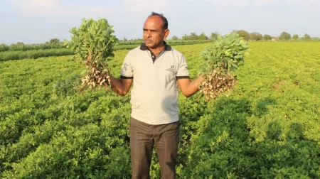 Information related to Beneficial Groundnut Farming in India