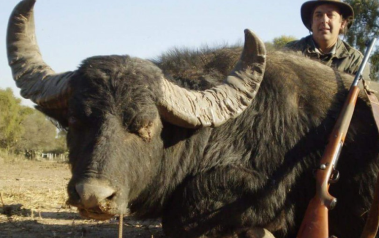 Argentina water buffalo hunting