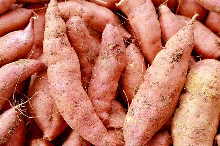 Guidance on Sweet Potato Cultivation - Healthy and Delicious