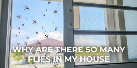 lots of flies in house suddenly, House Flies Identification, flies in my house, flies in house all of a sudden, fly infestation in house, how to get rid of flies in the house quickly