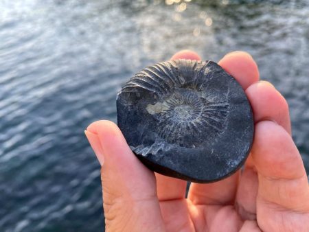 Original Shaligram