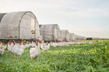 Organic Poultry Market