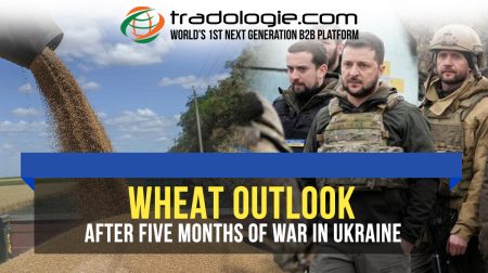 Wheat Outlook 5 Months After Invasion of Ukraine