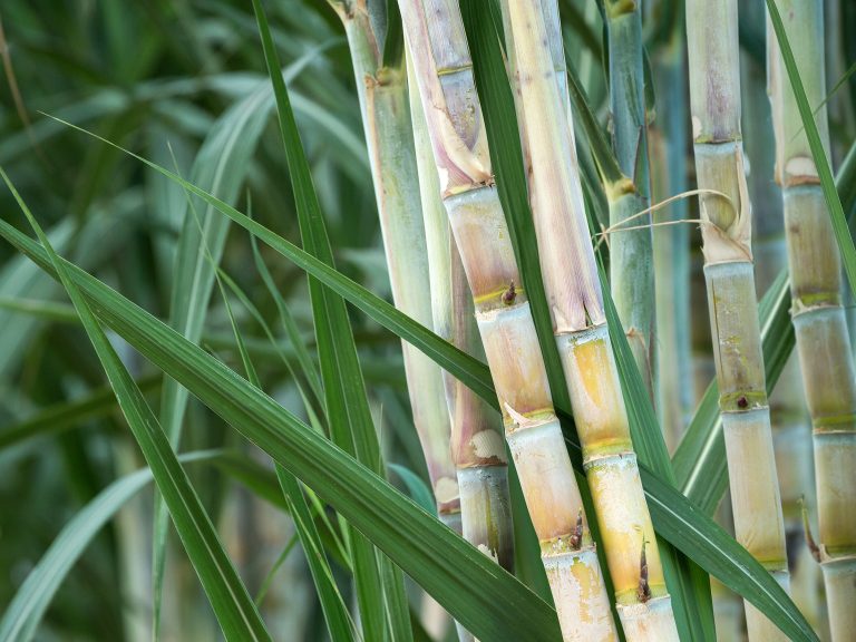 Complete Information about Sugarcane Farming in India