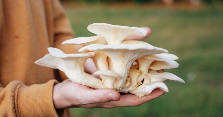 Information of Oyster Mushroom Cultivation in India