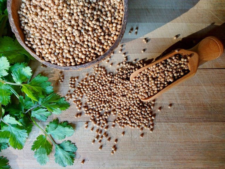 How Coriander Seeds Can Benefit Your Health